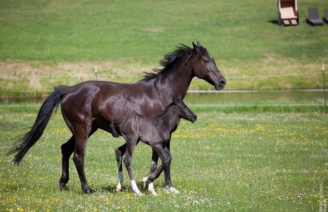 Chalet in Wendorf - Foto 25