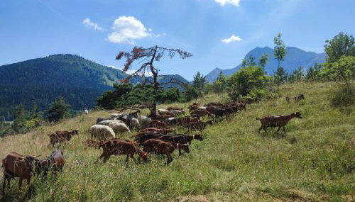 Les Cimes - La Canopée - Foto 3