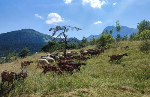 Les Cimes - La Canopée - Foto 3