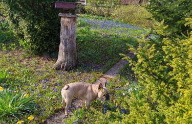 Ferienhaus an den Eichen - Photo 11