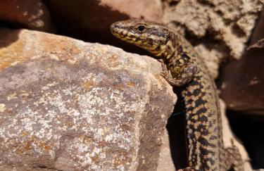 Ferienwohnung Fritzer - Foto 18