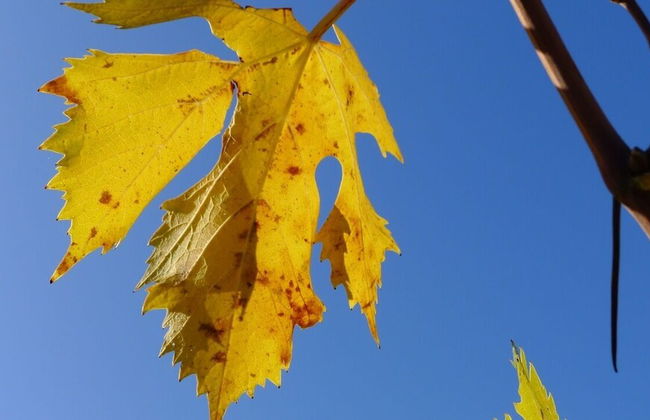 Il Poggiarello Toscano - Photo 33