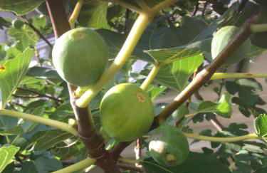 Villa in Walsrode - Photo 47