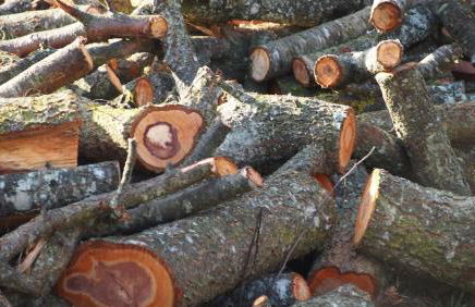 Mas Pinoses - Foto 31