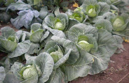 Agriturismo Mazzeracca - Foto 23