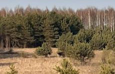 sosnowelowe - Foto 51