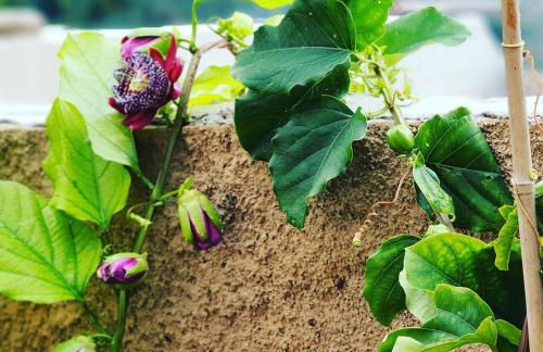 Finca s'Almudaina Farm Finca Villa 12p ETV1135 - Photo 30