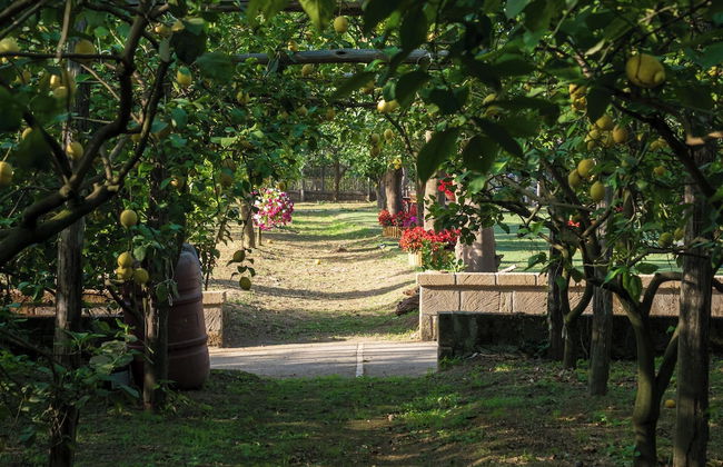 Giardino di Nonno Lucio - Foto 42