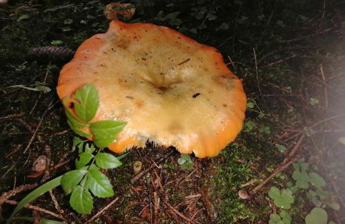 Familienfreundlich Wohnen im Miriquitdi Erzgebirge - Foto 16