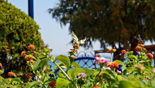 Karfas Bay View - Photo 2, Garden, Garden view