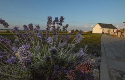 "Lawendowe Wzgórze" - Foto 45