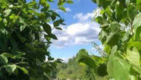 Bambou lodge anduze, les pieds dans l'eau - Photo 3, Garden