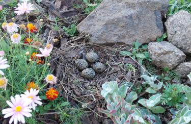 Recanto Pôr do Sol - Foto 33