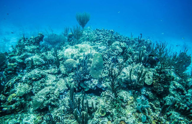 Snorkel em San Andrés - Foto 8