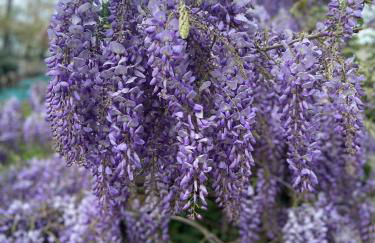 Villa La Quercia Country House - Foto 44