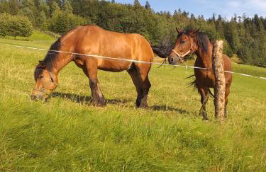 Chatka Milkowska - Foto 21