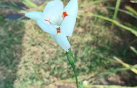 Casa de Campo , Lagoa Nova - Linhares ES - Foto 30