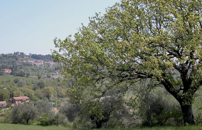 Verdidea - Podere della Bruciata - Foto 75