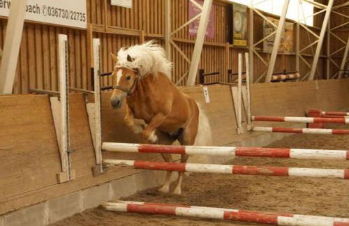 Haflinger Reiterhof Meura - Foto 30