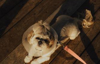 Łap Las Pelnik - Photo 13