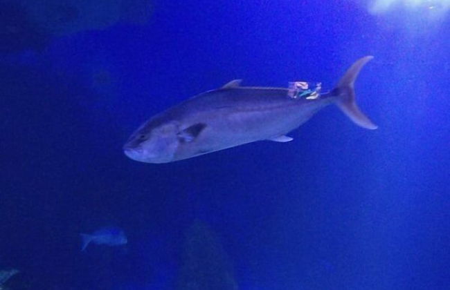 Casa Gianni Cala Gonone Mare - Photo 7