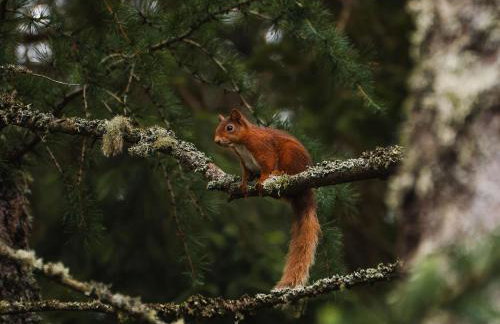 Heilan Roo - Photo 10