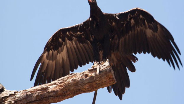 Puffing Billy and Healesville Sanctuary Bus Tour - Photo 4