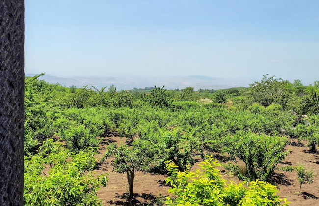 Bosco Ciancio - Photo 66