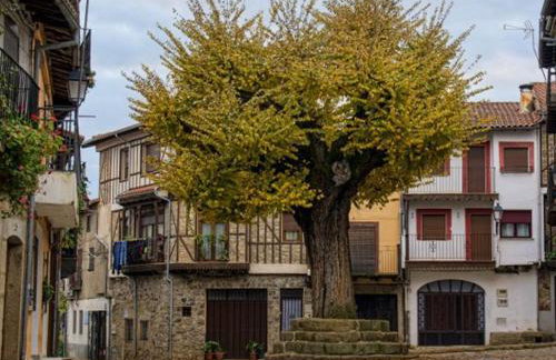 EL VIEJO OLMO - Foto 1