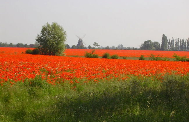 Yellow - Peter's Modern Retreat - Photo 6