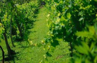 Quinta do Mosteiro - Foto 41