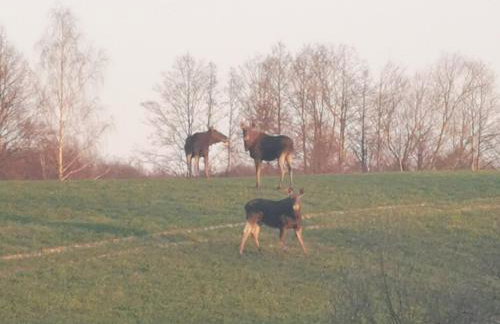 Ostoja Stacze - Foto 14