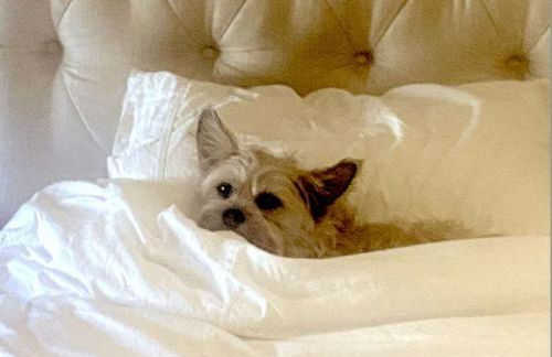 Beechwood by the Bay Dog Friendly - Foto 3