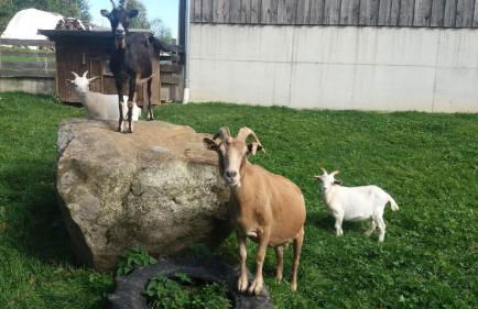 Bauernhof Süßhof - Foto 53