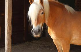 WERKGUT - charmantes großzügiges Loft im Naturpark - Photo 24