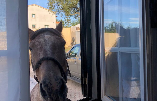 Terra Luso - Foto 47