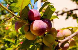 Villa Eftichia - Photo 22