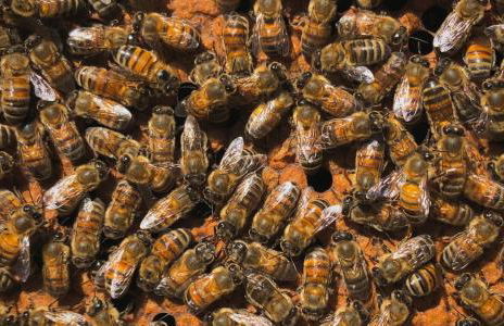 La Minucciola - Photo 3