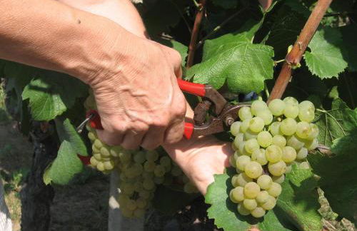 Agriturismo Cascina Tollu - Foto 41