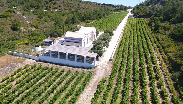 Degustación de vinos en Rodas, dentro de los viñedos con el productor. - Foto 5