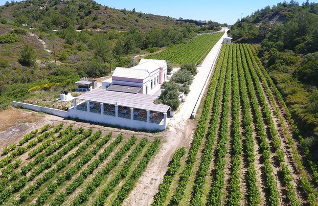 Degustación de vinos en Rodas, dentro de los viñedos con el productor. - Foto 5