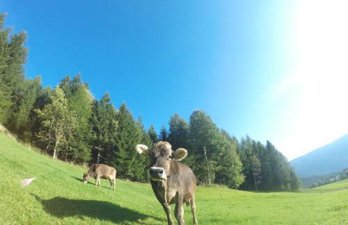 Tötscherhof - Foto 29