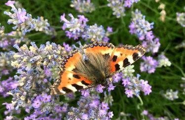 All Senses Ferienwohnung - Foto 20