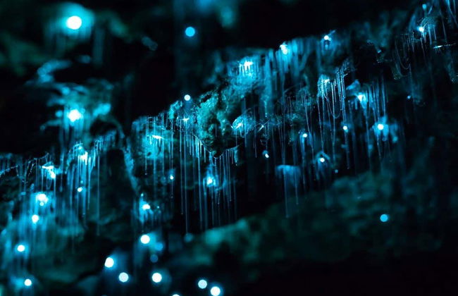 Expérience Hinterland Magic + Glow-worm - Photo 2