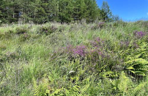 Belle 2 bedroom log cabin with hot tub, forest and loch - Foto 21