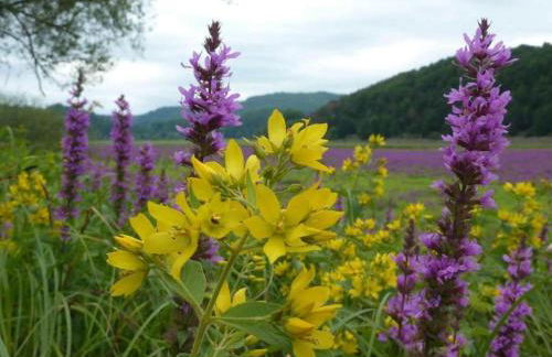 Wundervilla in Hessen in Waldnahe - Foto 80