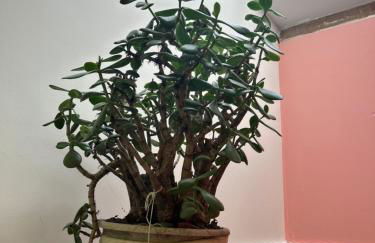 Maisonnette avec terrasse de la Bellue - Foto 24