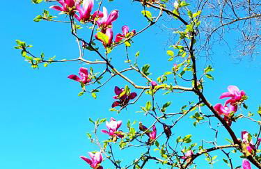 Al Lago dei Cigni - Foto 17