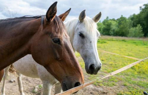 L'Evasion en Pierre Piscine et Étang Privé - Photo 39