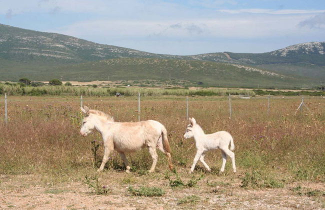 Tour del Parco di Porto Conte in buggy elettrico - Foto 5